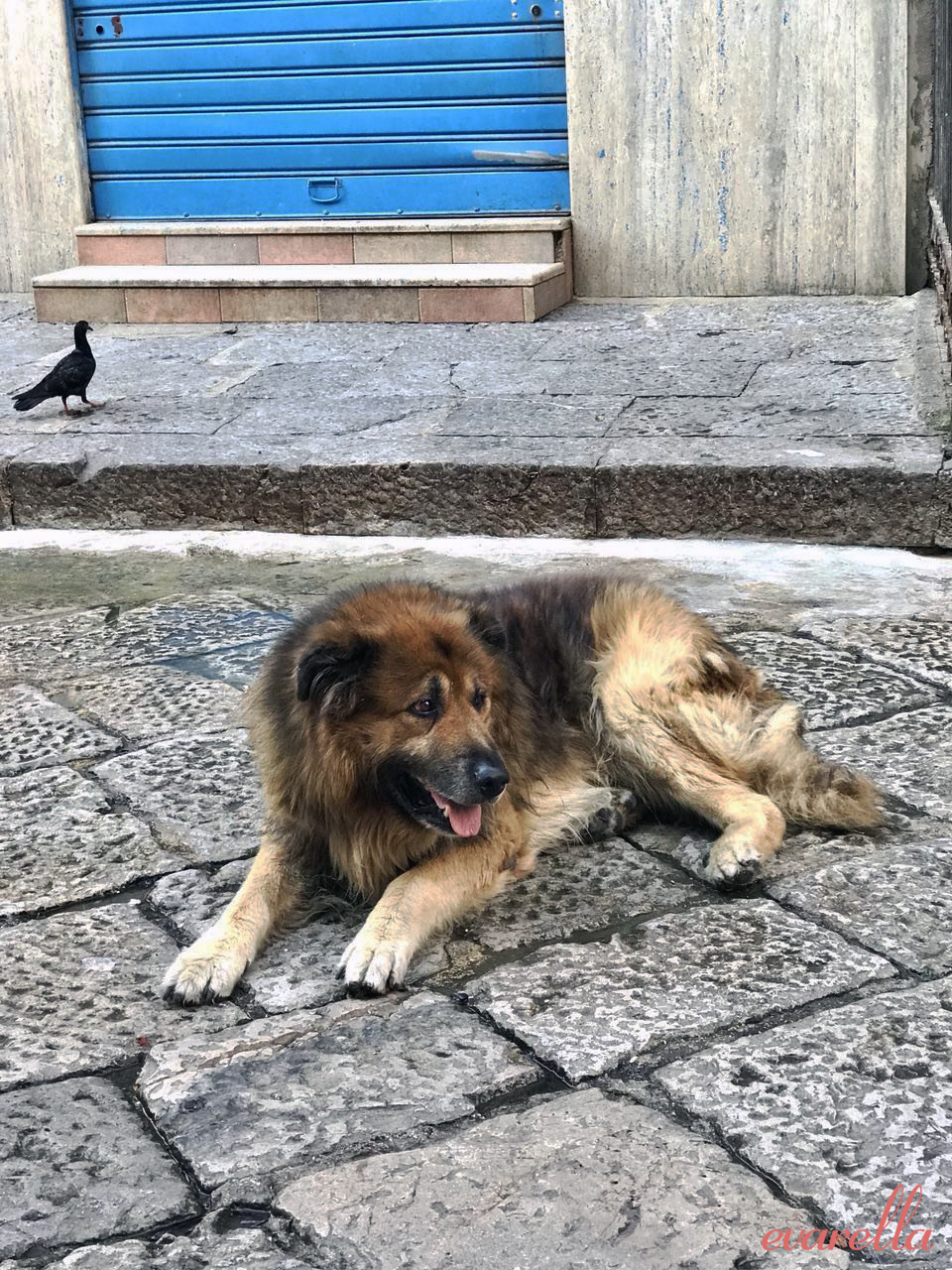 hund mercato del capo palermo hund mercato del capo palermo