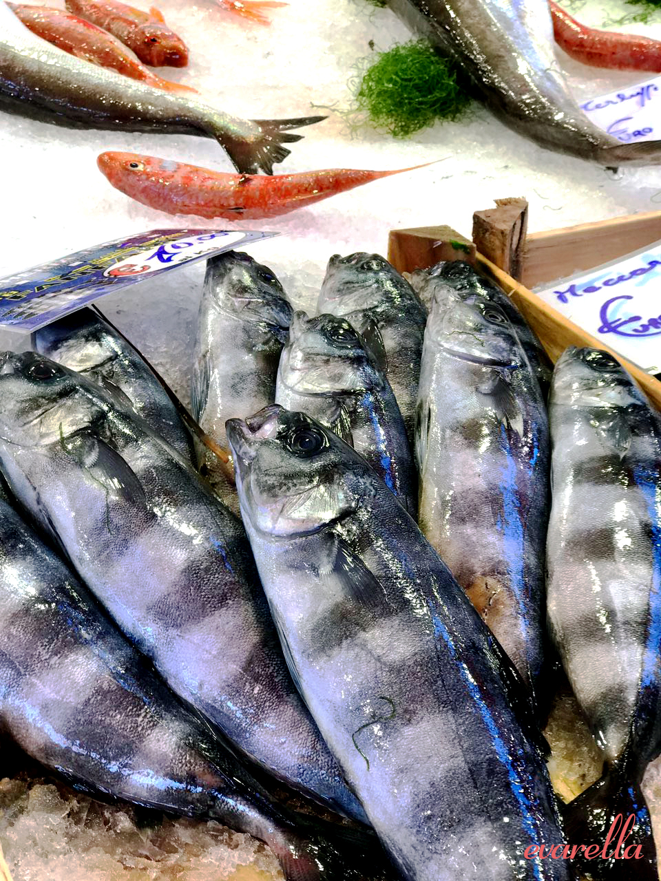 mercatodelcapo palermo fische1 mercatodelcapo palermo fische1