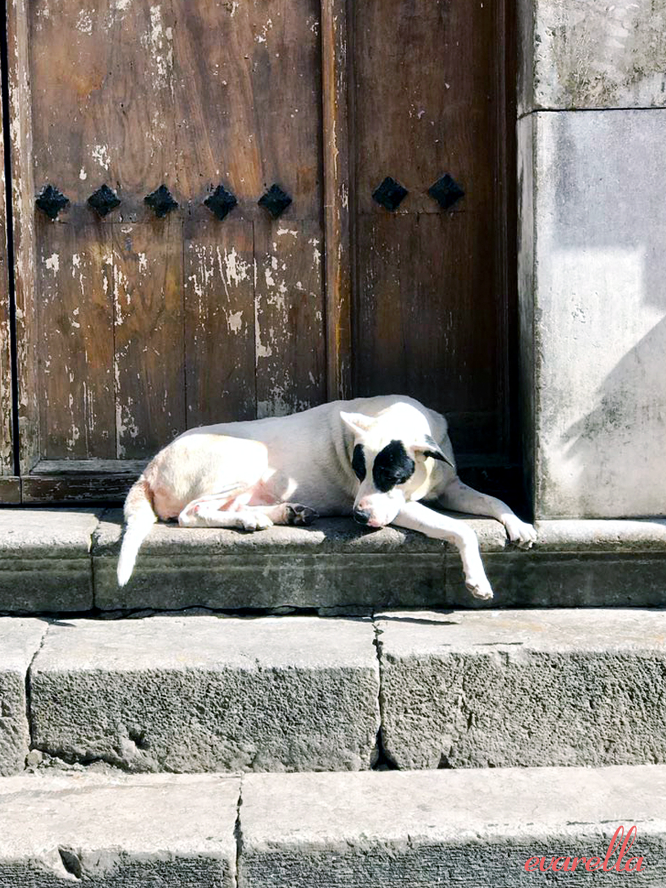 mercatodelcapo palermo hund mercatodelcapo palermo hund