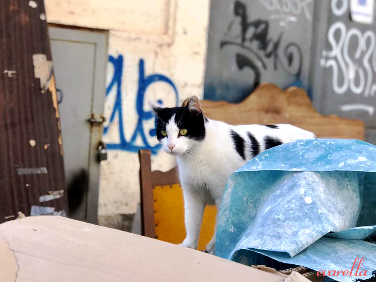 mercatodelcapo palermo katze mercatodelcapo palermo katze
